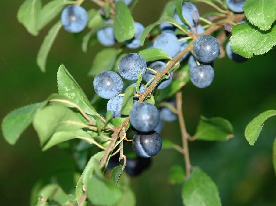  p>黑刺李(学名: i>prunus spinosa /i> l.