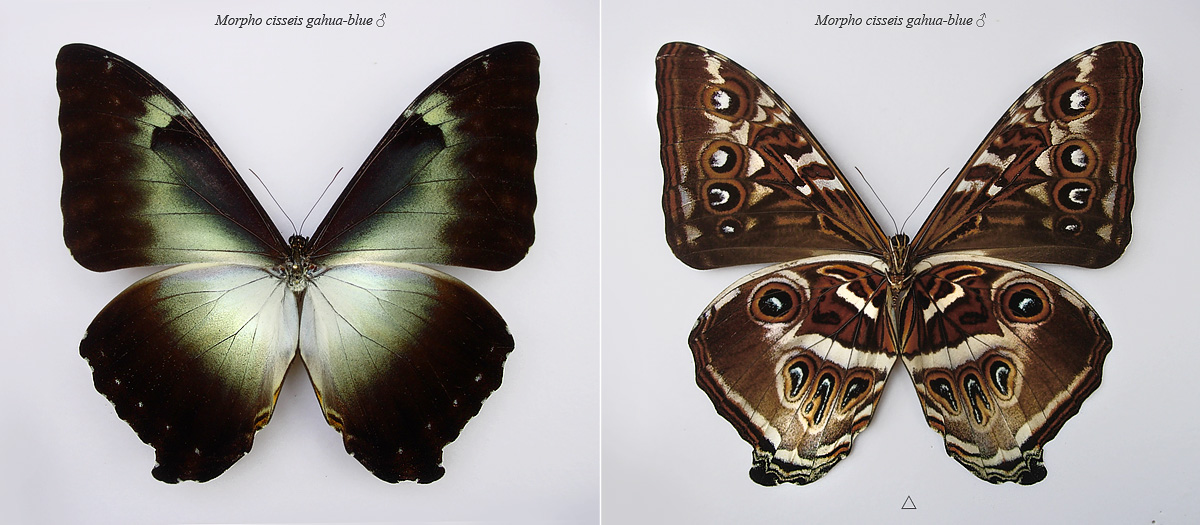  p>月神闪蝶指名亚种, i>morpho cisseis cisseis  /i>(felder &amp