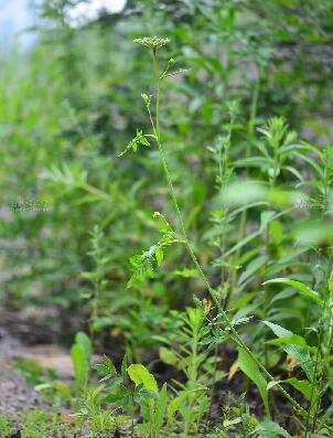 ostericum viridiflorum (turcz.) kitagawa