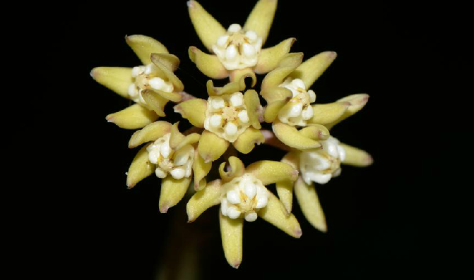  p>肉珊瑚,中药名.