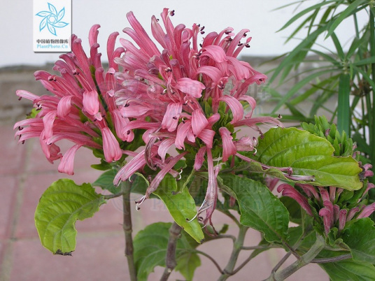 珊瑚花属 百度百科