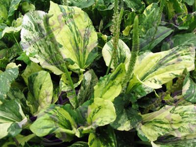  p>对叶车前(学名: i>plantago arenaria  /i> waldst. et kit.