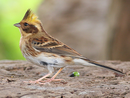  p>黄喉鹀(学名: i>emberiza elegans /i>):属鸟纲,鹀科的小型 a href