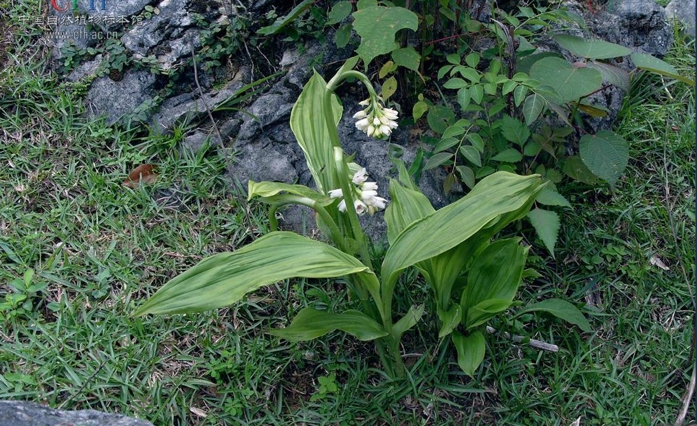  p>地宝兰(学名: i>geodorum densiflorum  /i>(lam.) schltr.