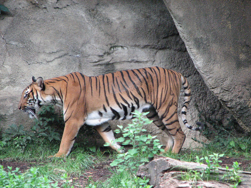  i>corbetti /i>):简称印支虎.