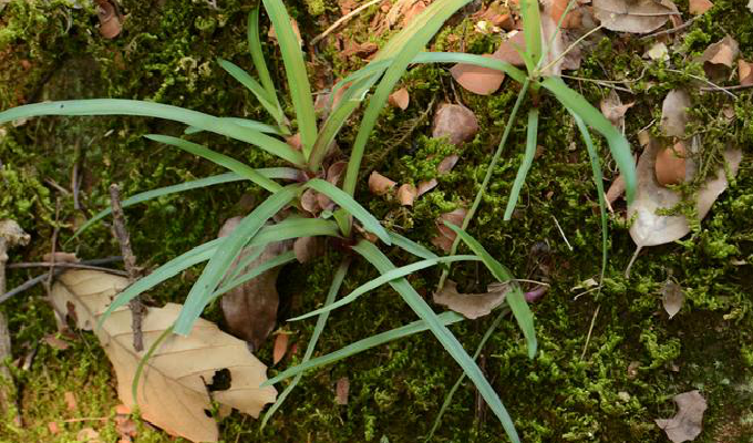  p>细竹篙草(学名: i>murdannia simplex /i> (vahl) brenan)是鸭跖草
