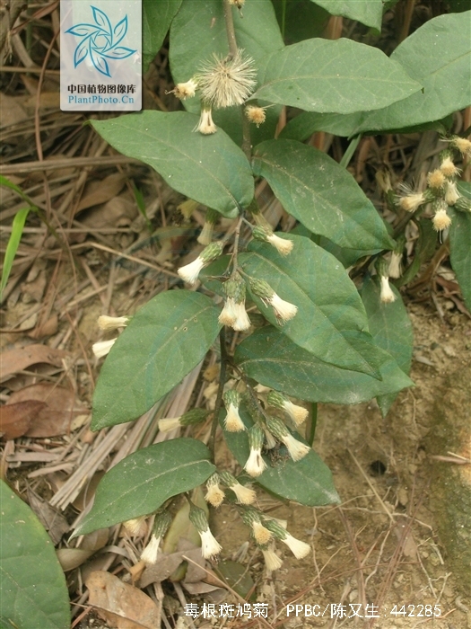  p>毒根斑鸠菊,中药名.
