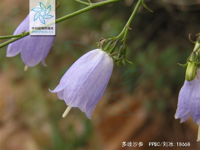  p>多歧沙参〔拉丁学名: i>adenophora wawreana /i> zahlbr.