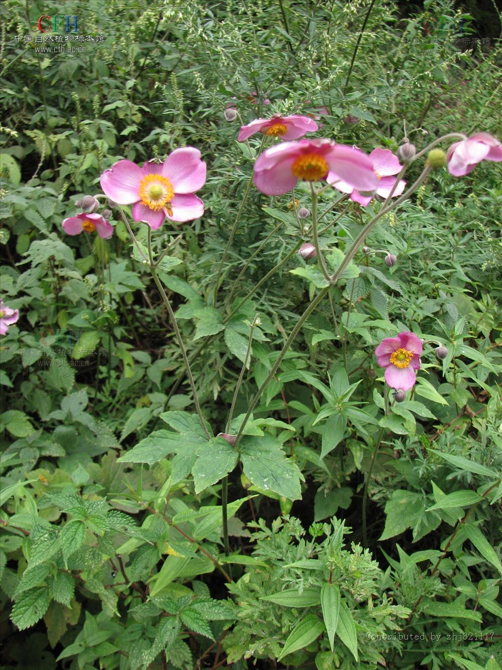 野棉花