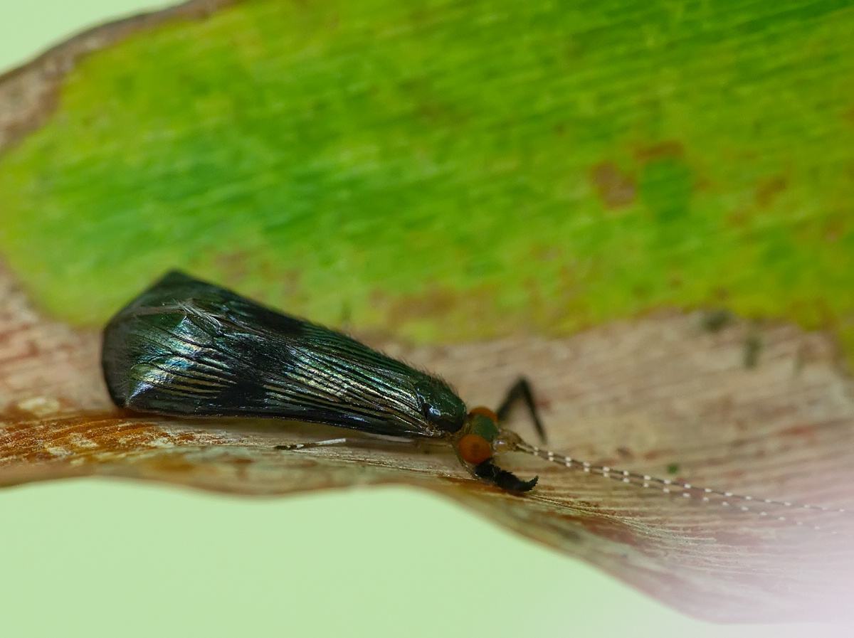  p>毛翅目(trichoptera)此类昆虫通称石蛾,中小型.