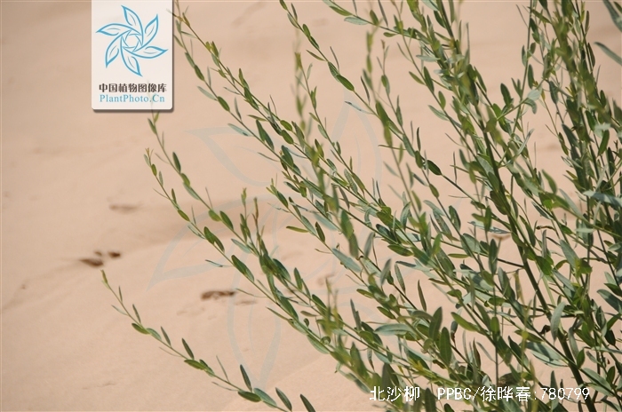  p>北沙柳(学名: i>salix psammophila /i> c. wang et ch. y.