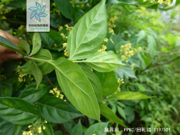 臭黄荆