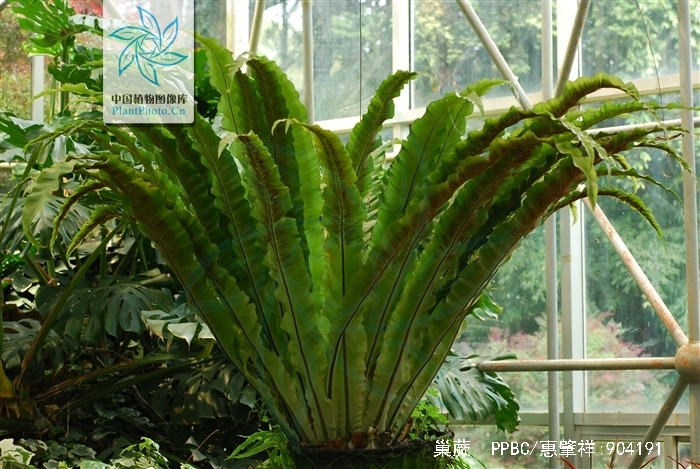  p>巢蕨(学名: i>neottopteris nidus /i> (l.) j. sm.