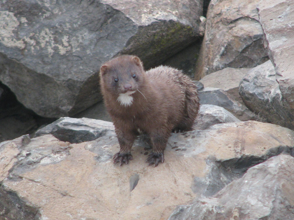 kolinsky,中文名亚洲鼬,欧亚北部的一种鼬
