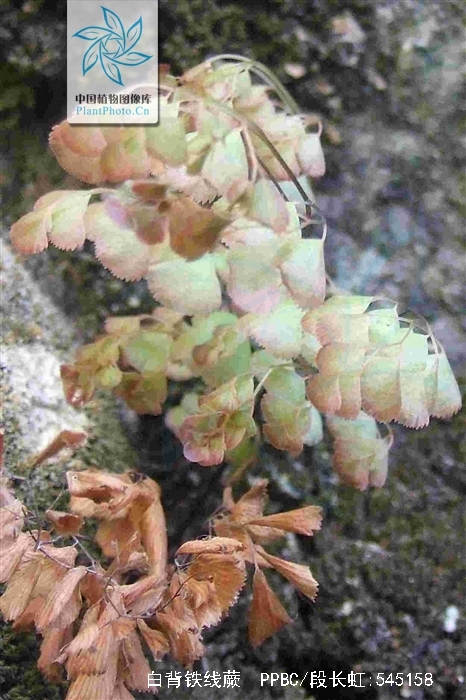  p>白背铁线蕨(学名: i>adiantum davidii /i> franch.