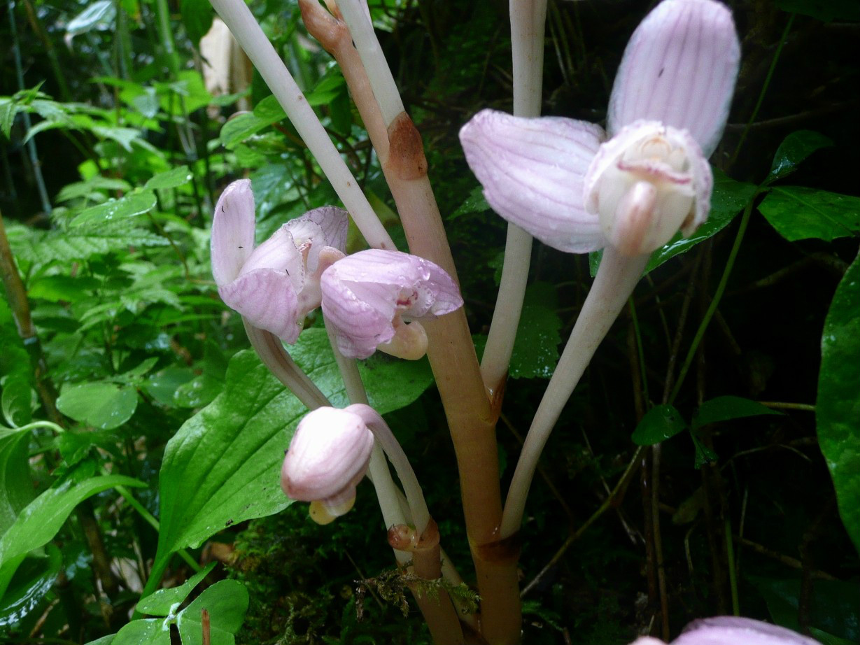 腐生 a target="_blank" href="/item/草本/541696" data-lemmaid="