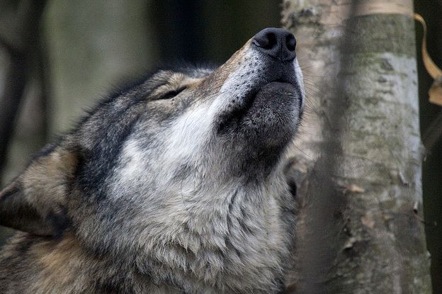  p>阿拉伯狼(学名: i>canis lupus arabs /i>)是 a href="#" data