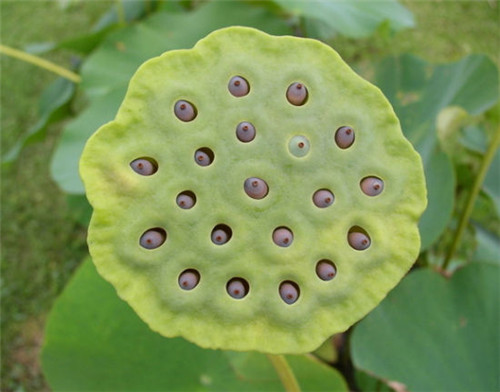  p>"莲蓬乳",是网友将一个丰满的乳房同一只莲蓬用ps软件叠加在了一起