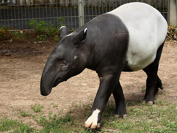  p>貘(学名: i>tapiridae, i>t /i> b> i>apirus /i> /b> /i>):貘科仅