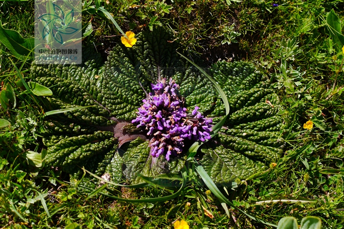  p>独一味属(学名:lamiophlomis kudo)是 a target="_blank" href="