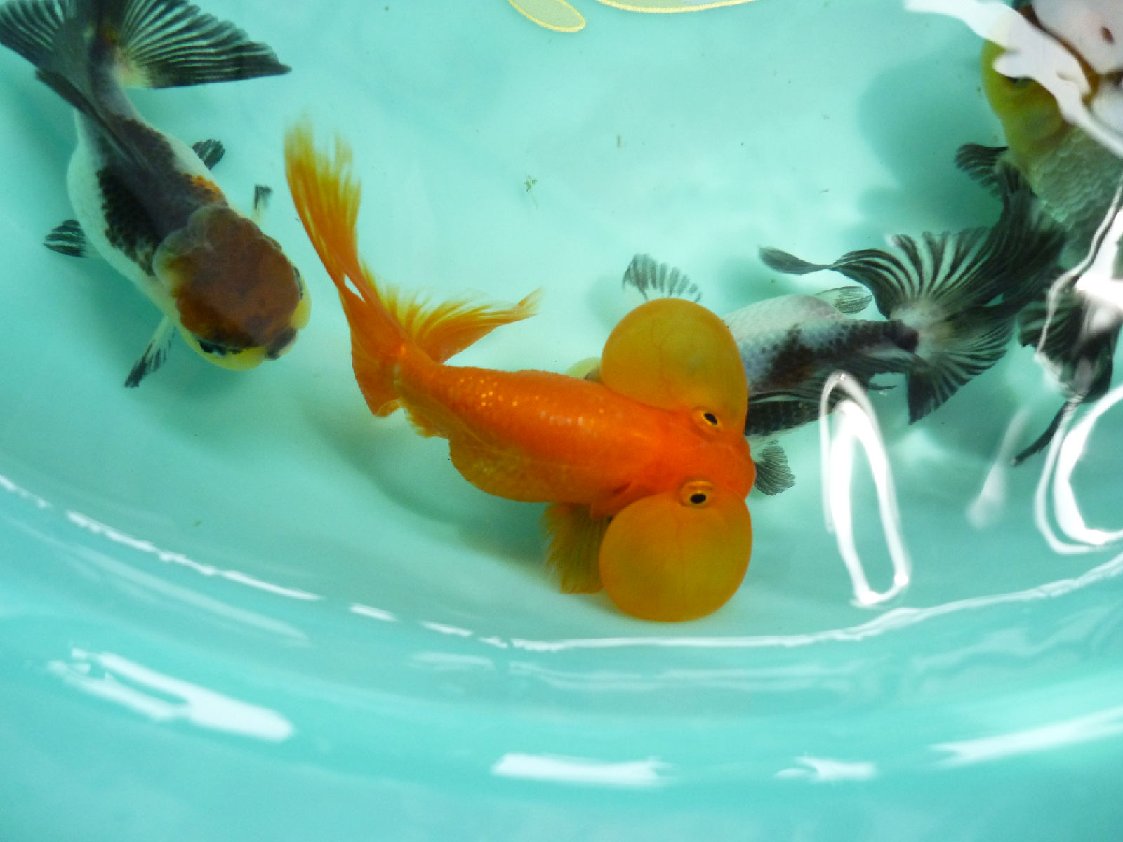  p>水泡金鱼(英文名:bubble eye),又名 a href="#" data-lemmaid="