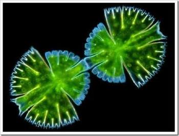  p>鼓藻是鼓藻目鼓藻科的一种藻类,单细胞,细胞偏扁,通常长稍大于宽