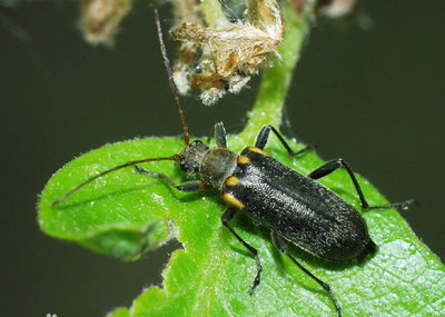  p>菊天牛 a target="_blank" href="/item/生活史/570007" data