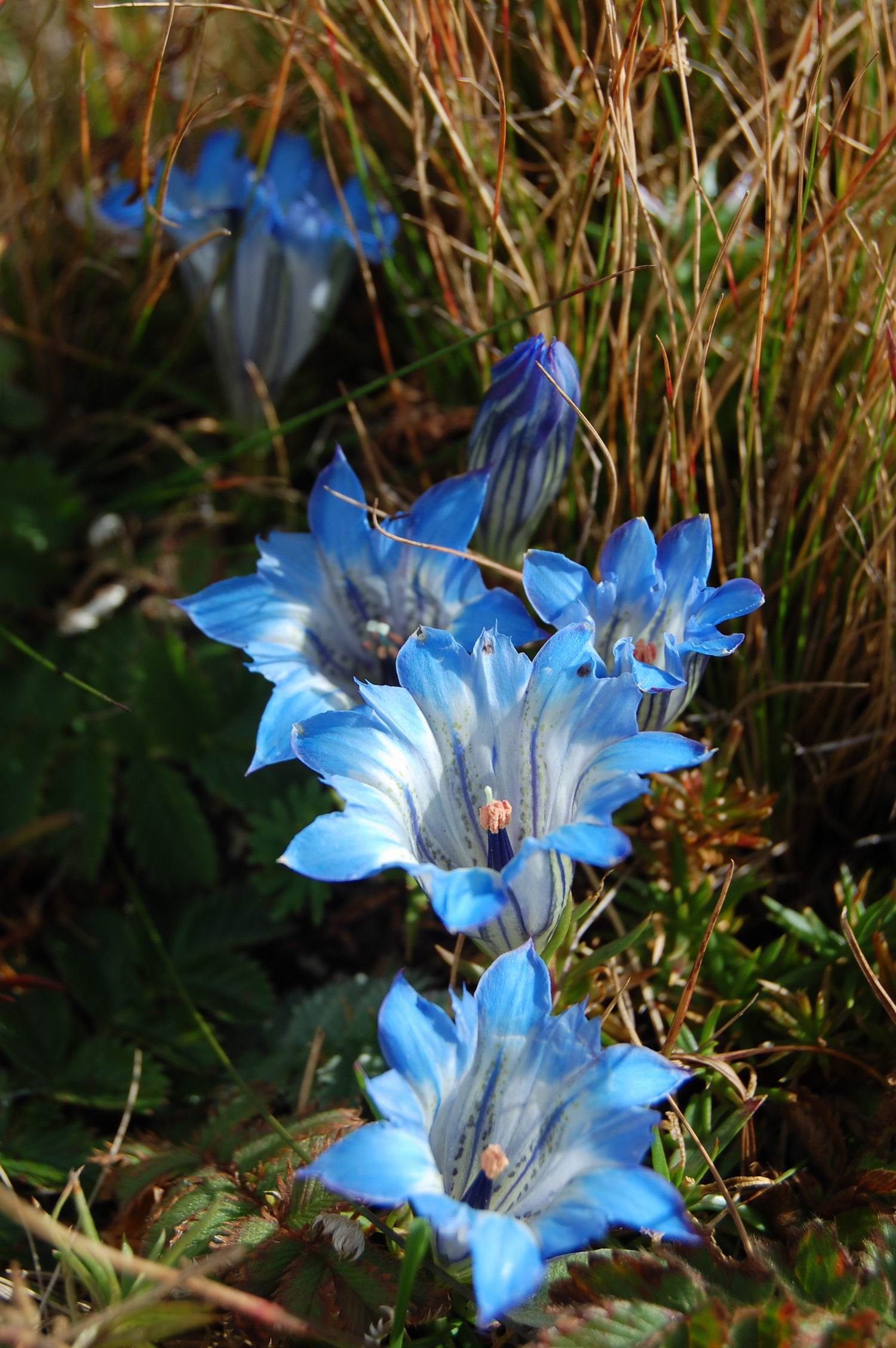  p>龙胆花科是龙胆科龙胆属植物的统称,该属植物产于温带各地. /p>