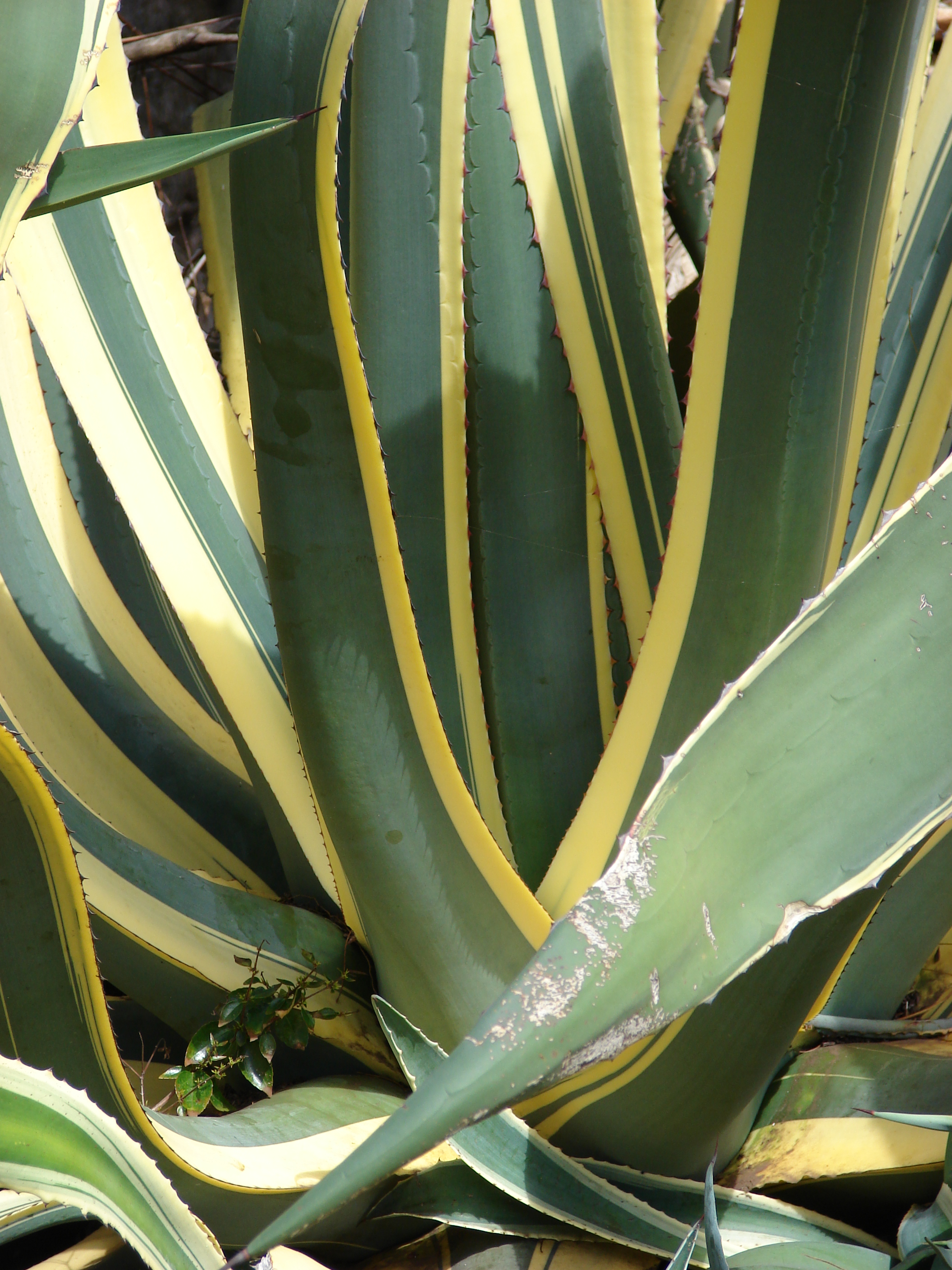  p data-id="tyi1jnnkin8r">金边龙舌兰,天门冬科龙舌兰属多年生常绿