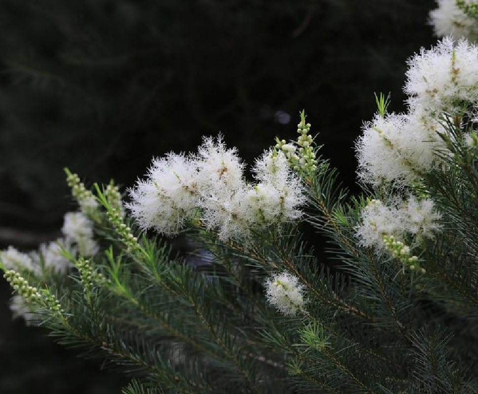 澳洲茶树
