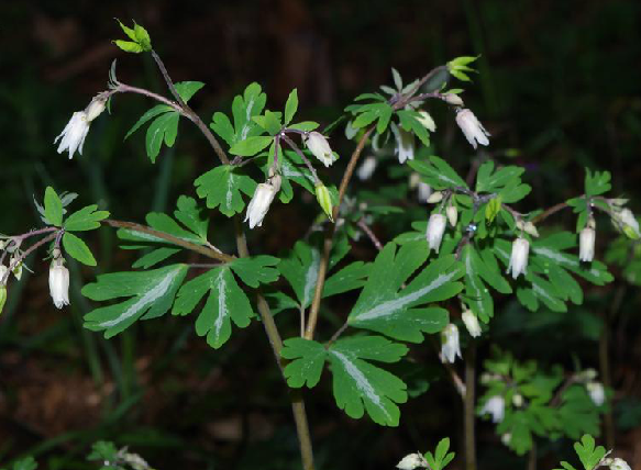 千年耗子屎种子