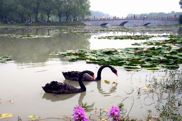 p data-id="gnwrakr97g">迪沟生态旅游风景区,地处济河 .