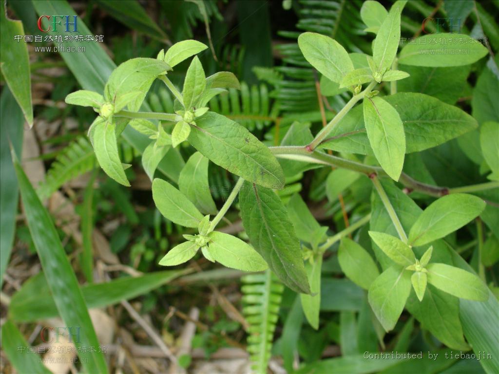  p>金挖耳(学名:carpesium divaricatum)为菊科 a