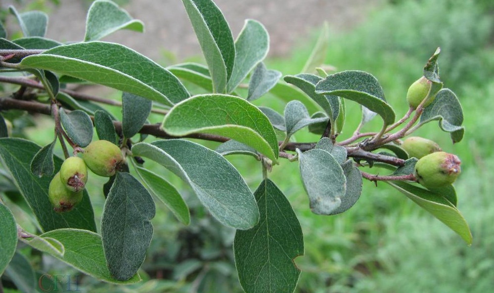 smith)是蔷薇科栒子属的植物,常绿灌木,高达3米;枝条开张,小枝圆柱形