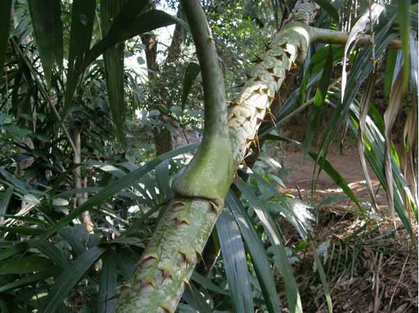  p>直立省藤(学名:calamus erectus roxb.