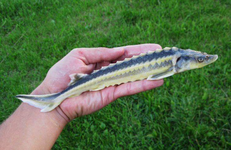  p>俄罗斯鲟(学名: i>acipenser gueldenstaedti /i>)是鲟科,鲟属鱼类