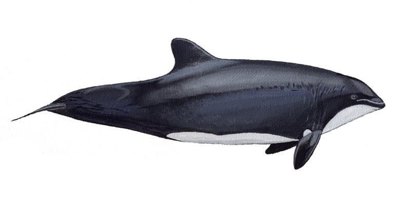  p>智利矮海豚(学名: i>cephalorhynchus eutropia /i>)体型小而短胖