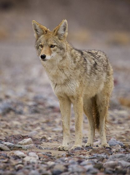  p>郊狼(学名: i>canis latrans /i>)是犬科犬属的一种,与 a target="