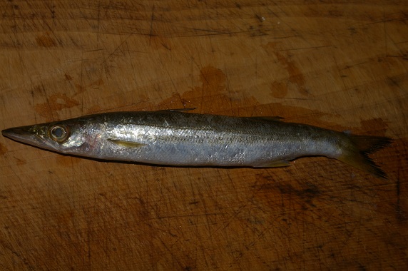  p>油魣(学名: i>sphyraena pinguis /i>)是魣科,魣属鱼类.