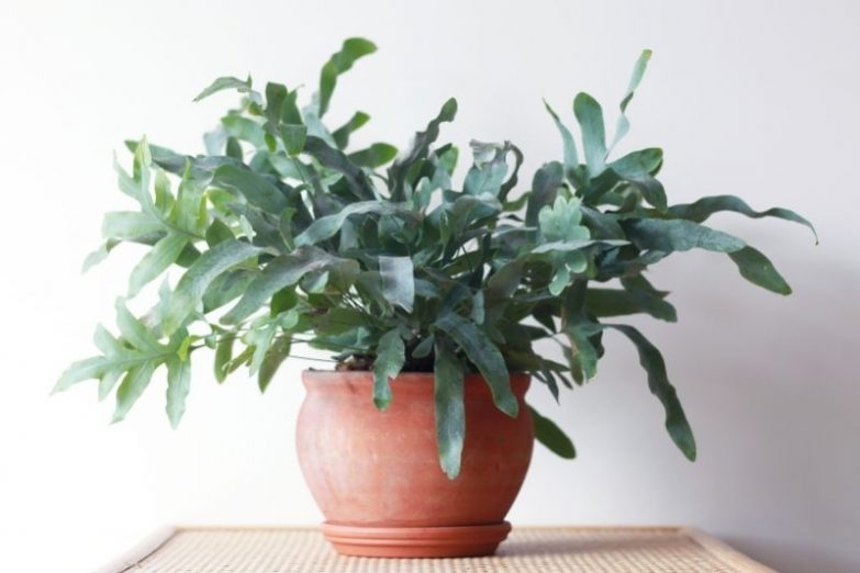  p>蓝星水龙骨(phlebodium aureum mandaianum),也叫做蓝星蕨(blue