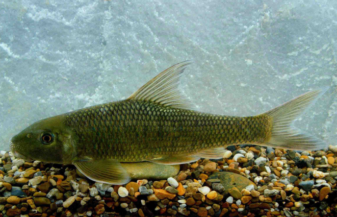  p>暗色唇鲮(学名: i>semilabeo obscurus /i>)是鲤科,唇鲮属鱼类.