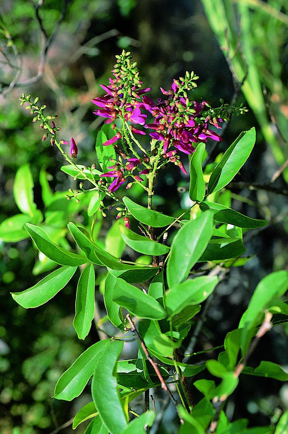 香花鸡血藤