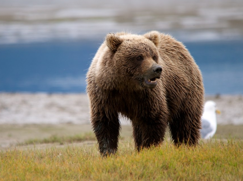  p>多尔岛棕熊(学名: i>ursus arctos dalli /i>):是熊科,熊属动物
