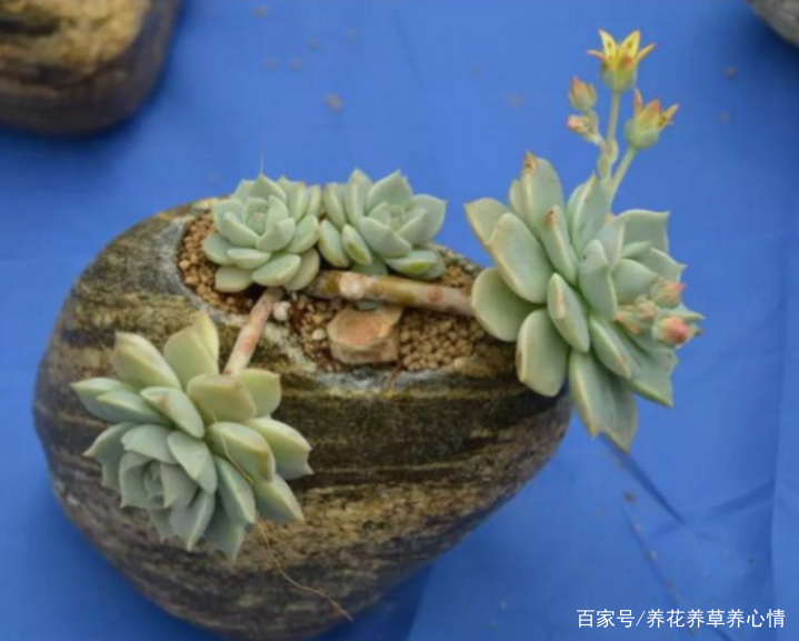 多肉白牡丹怎样养殖和繁殖 百科ta说