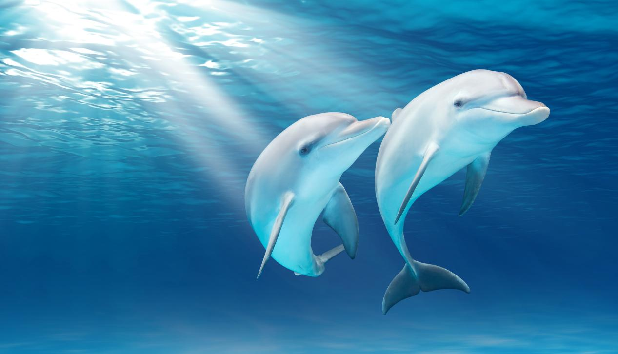 lemmaid="2094242">珠海市 /a>横琴新区,是全球最大的海洋主题公园