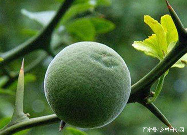 这植物果实形似橘子，嫩叶代茶去风，果实破气消积，树皮治中风_百科TA说