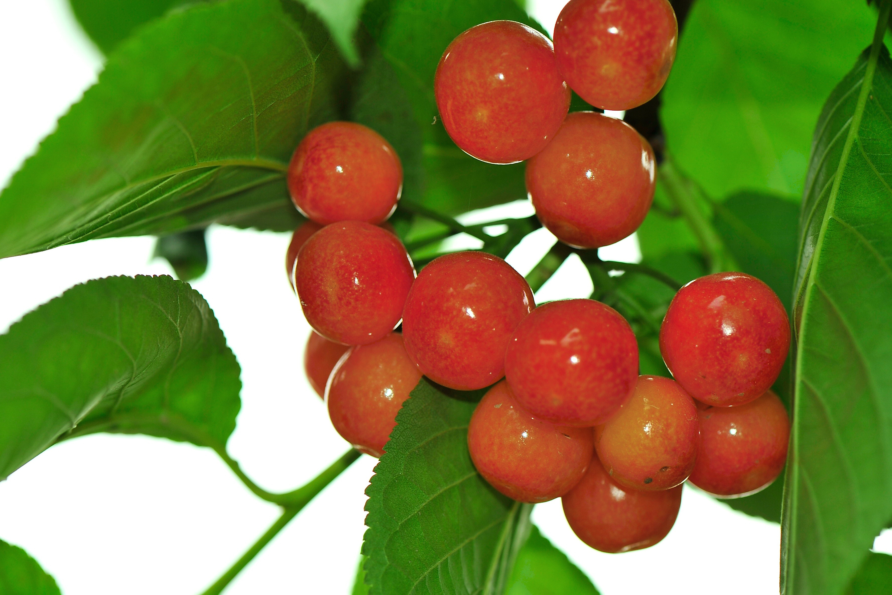  p data-id="gnx9baa4km">樱桃( i>prunus pseudocerasus /i> lindl.