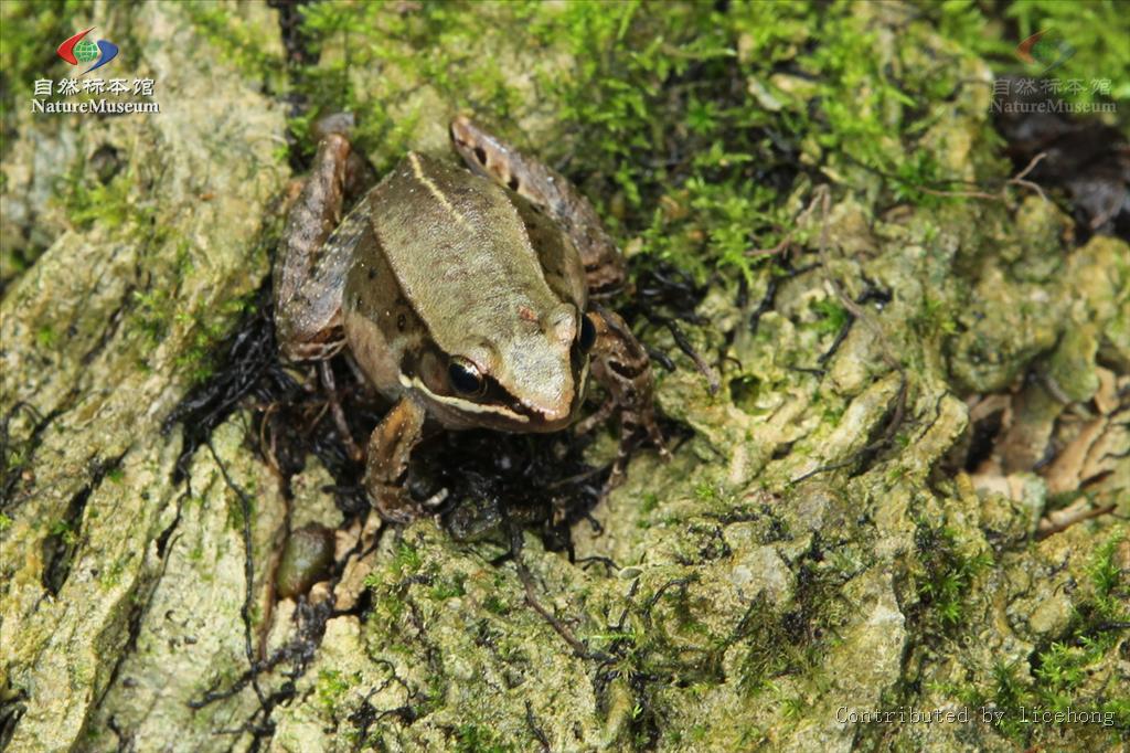  p>仙琴蛙(学名: i>nidirana /i>  i>daunc