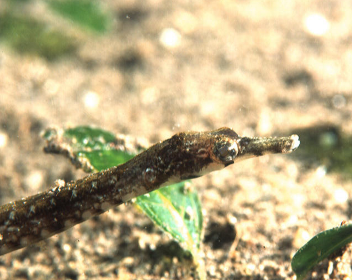 trachyrhamphus  serratus