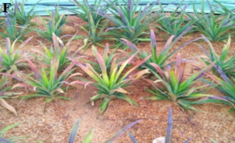 href="/item/菠萝/220259" data-lemmaid="220259">菠萝 /a>的病害